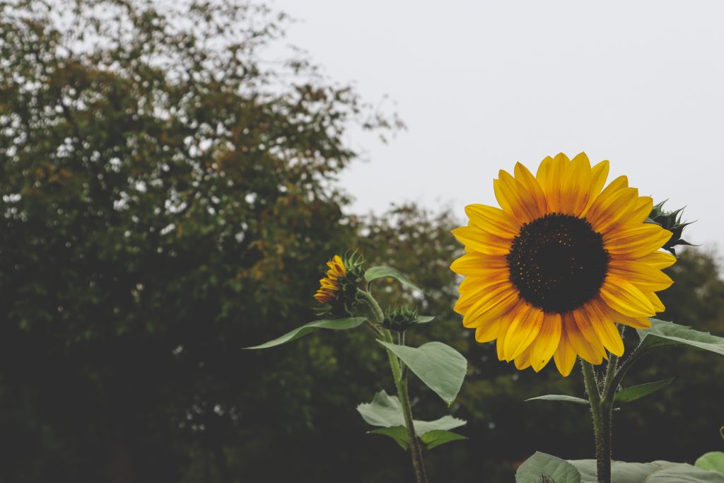 mindfulness for creativity