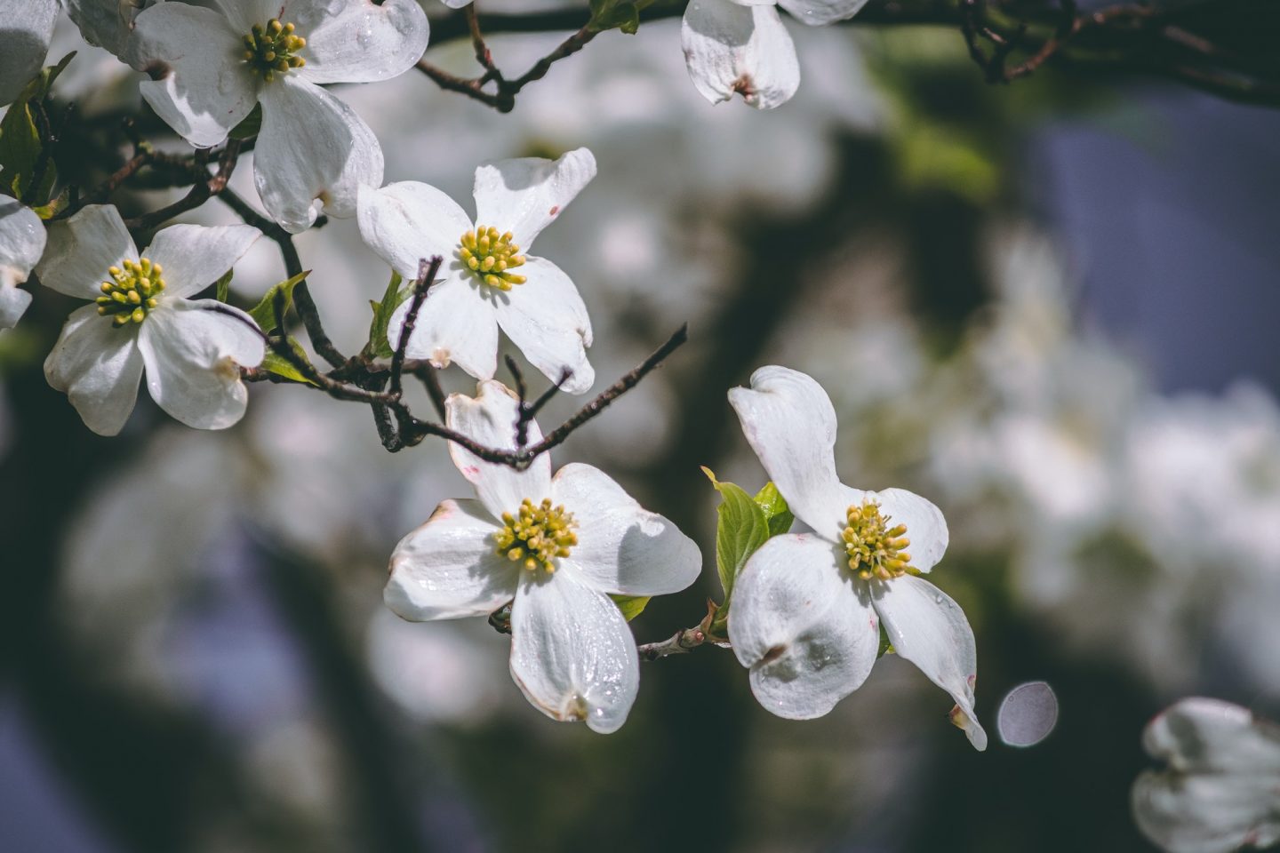 Dogwood flower