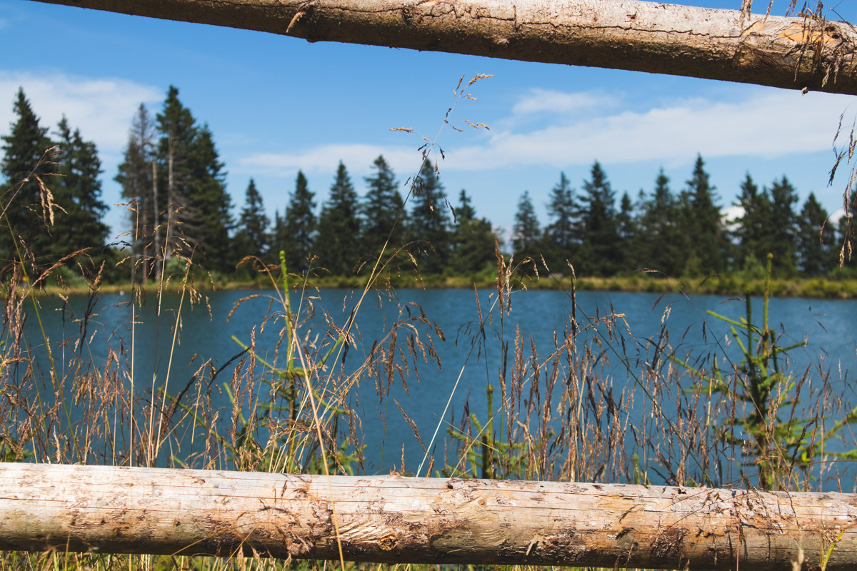 roosters lake koroska