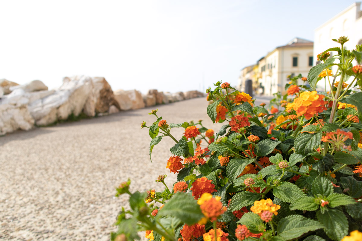 flowers along the coast in Marina di Pisa