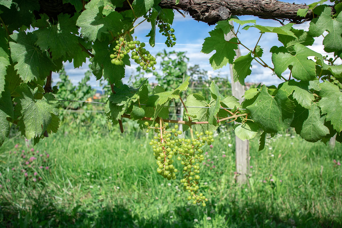 vineyard in Brda