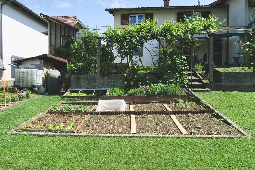 backyard vegetable garden