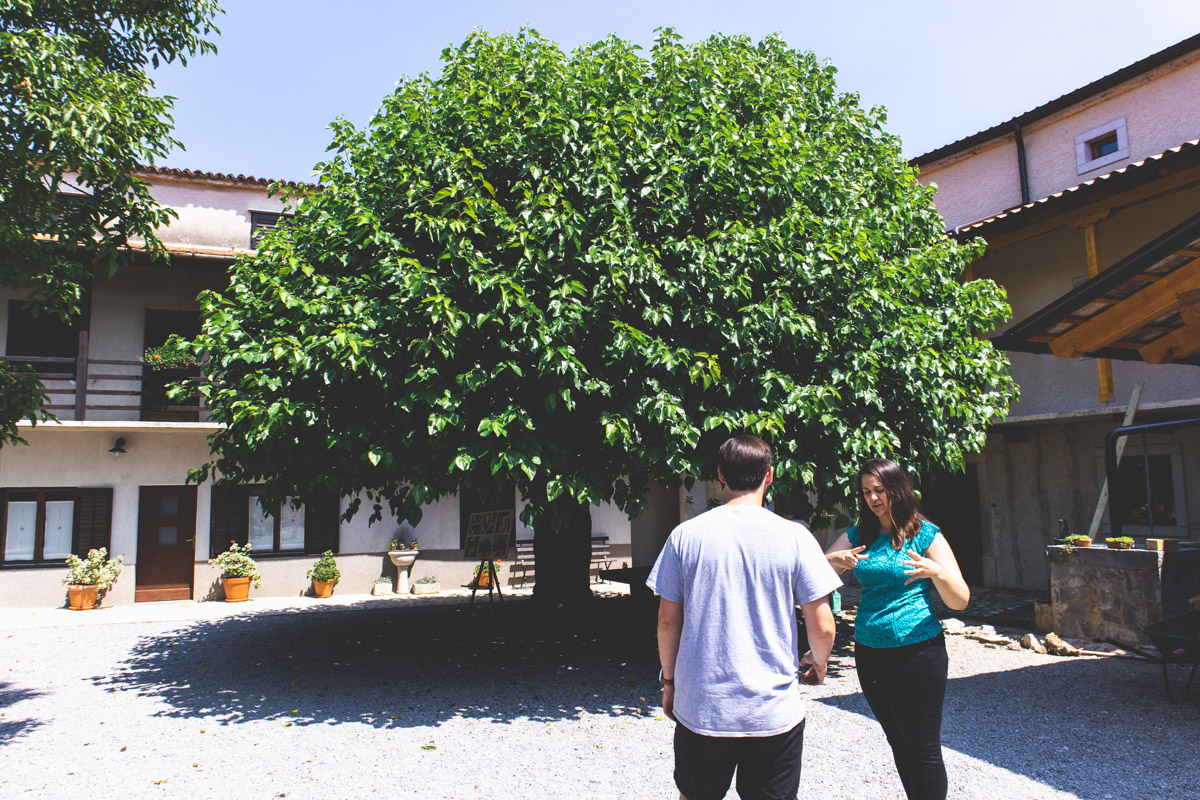 Mulberry tree at Prsutarna Scuka