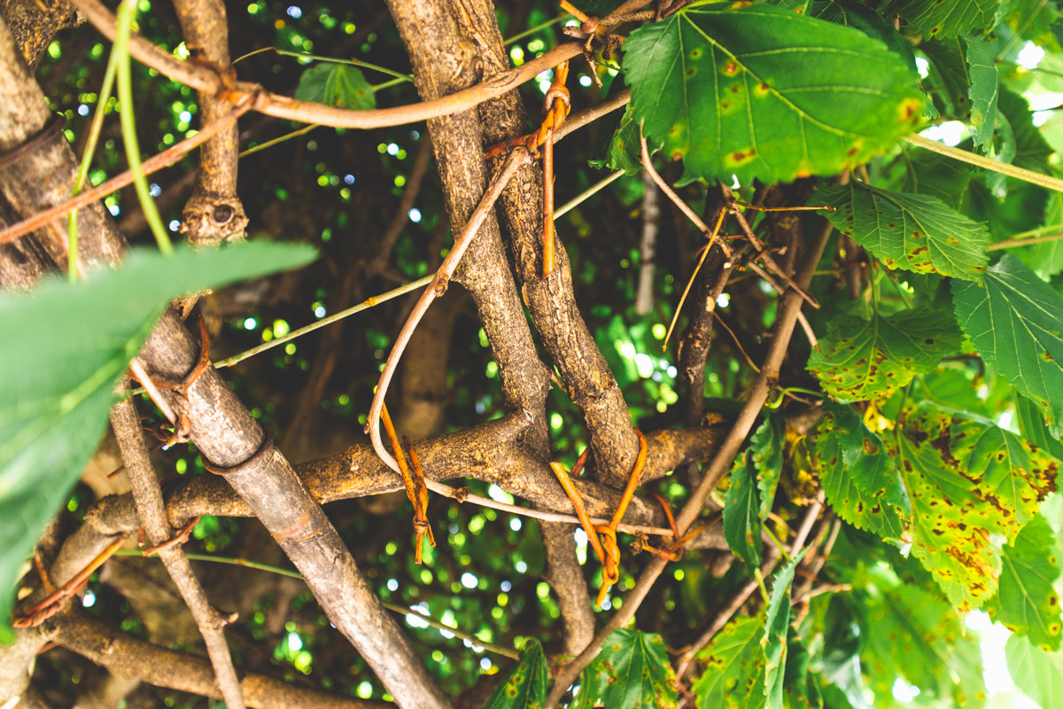 Mulberry tree at Prsutarna Scuka details
