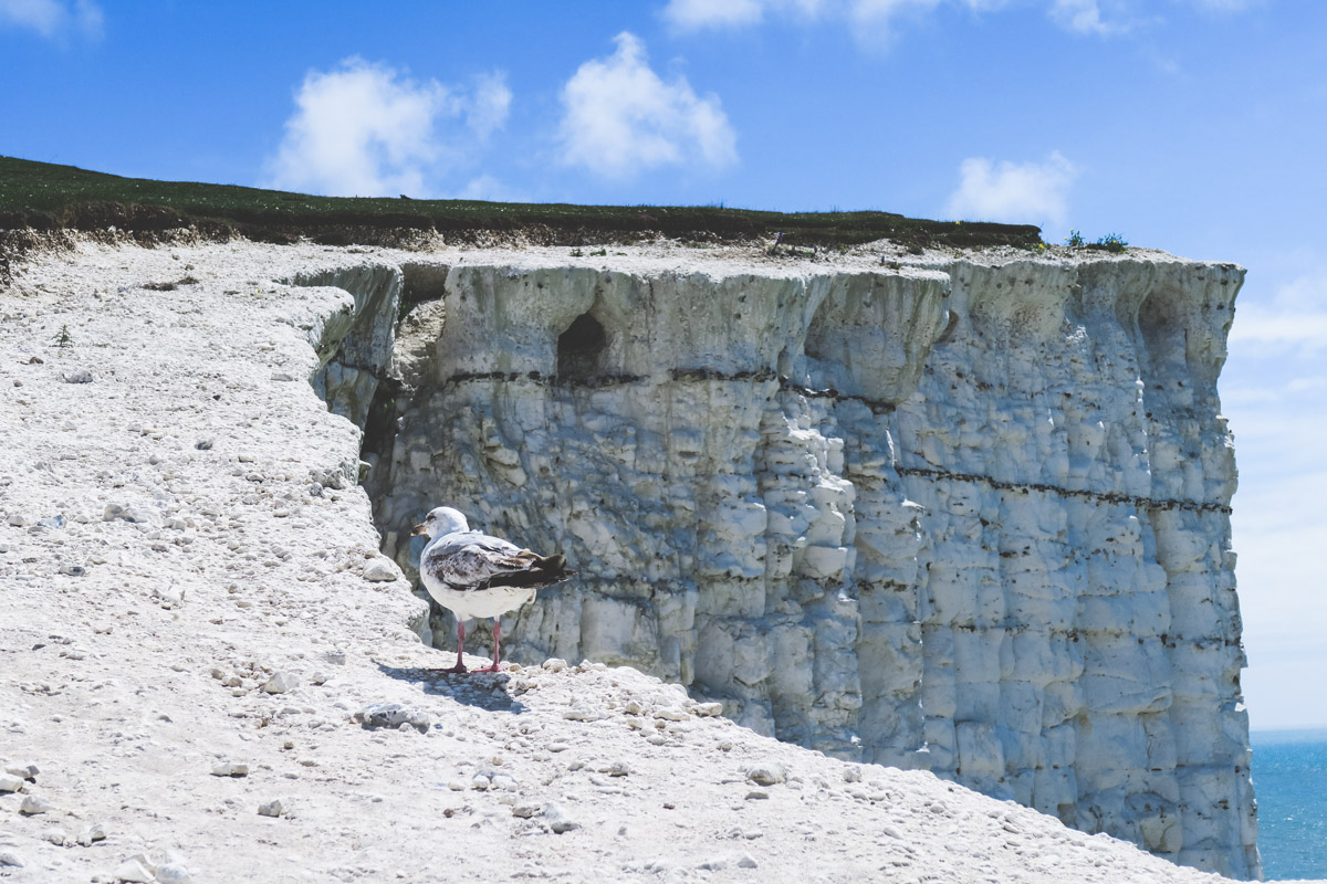 seagull at Seven Sisters