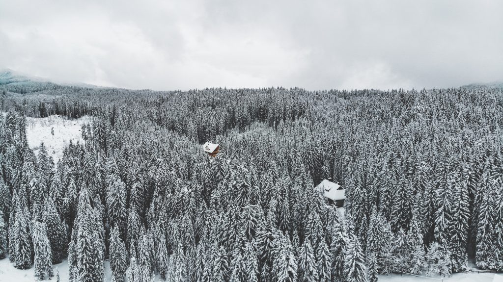 Pokljuka Slovenia