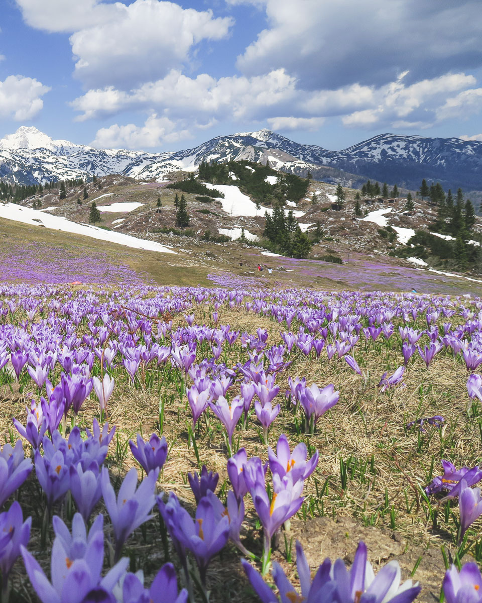 crocus flowers in velika planina