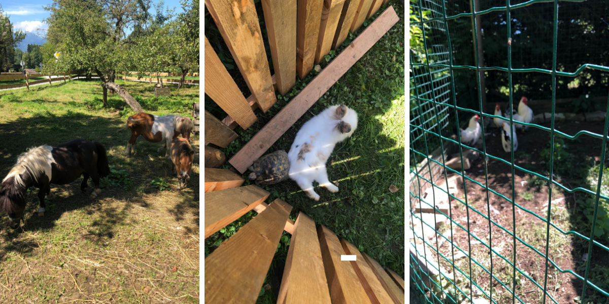 animals for children at the farm