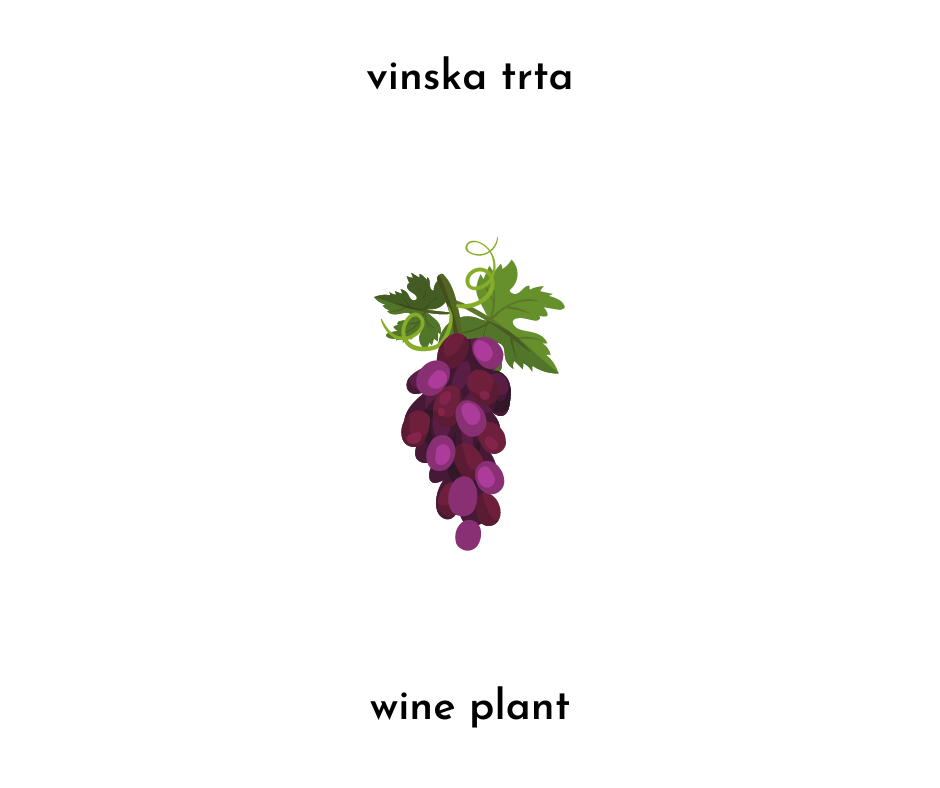 image of a grapevine and the text vinska trta and wine plant.