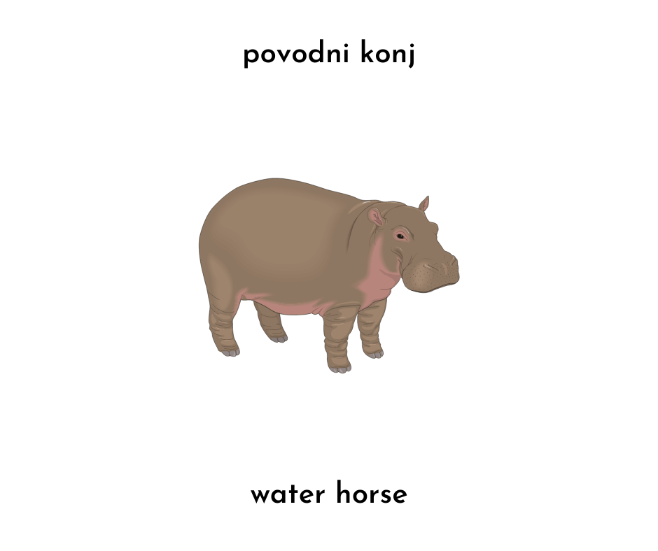 photo of a hippo and povodni konj (slovenian) and water horse (literal english translation)