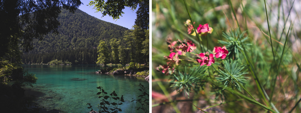 Lake Fusine and wild flowers Italy