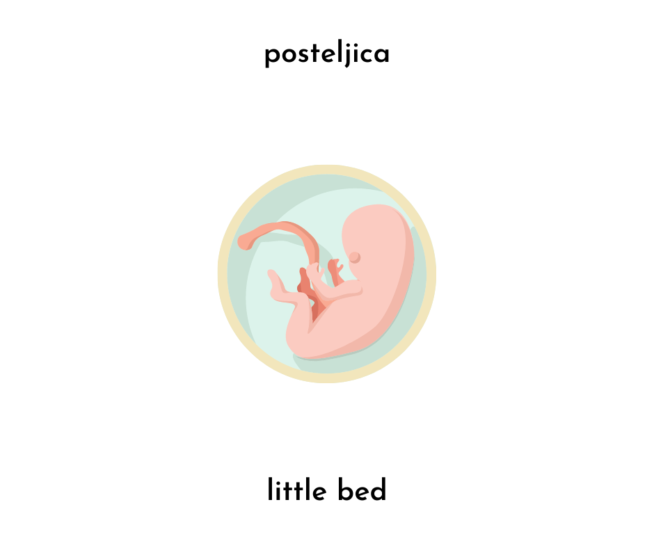 image of placenta with the slovenian word posteljica and literal english translation of little bed